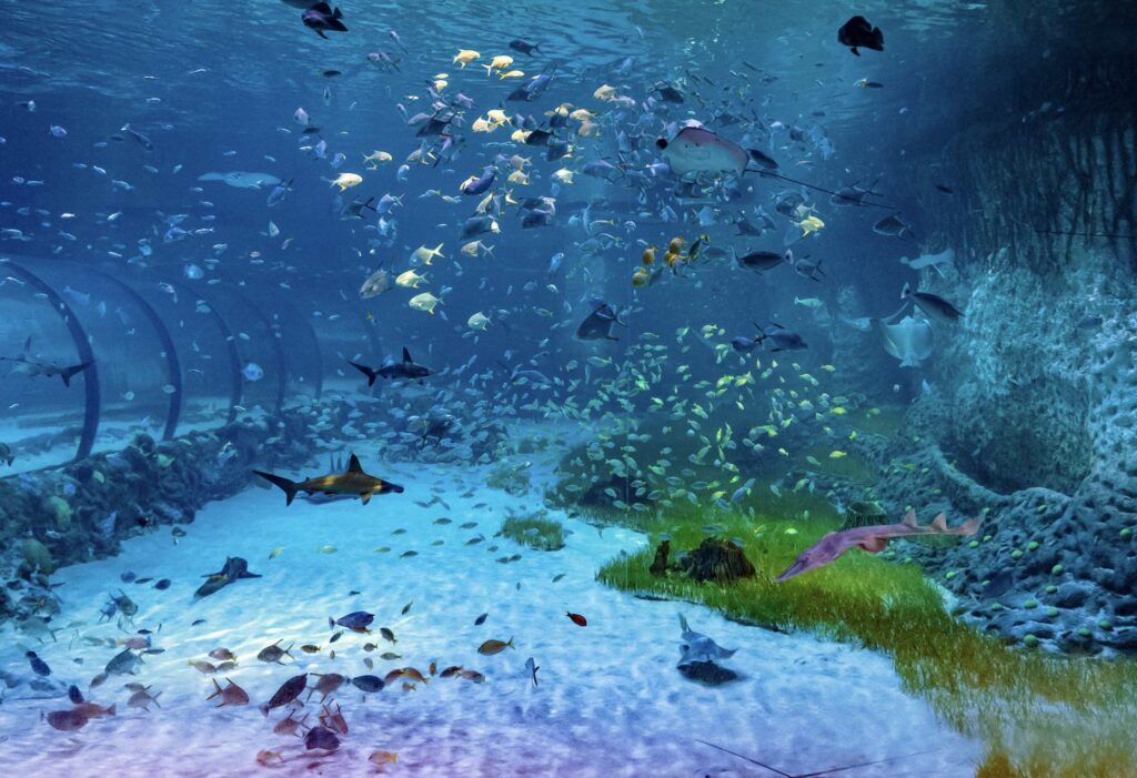 The National Aquarium Abu Dhabi 002 scaled 1