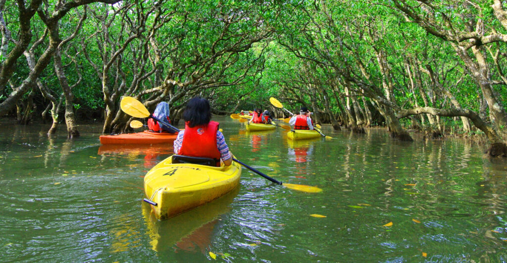 Go Kayaking in Mangroves