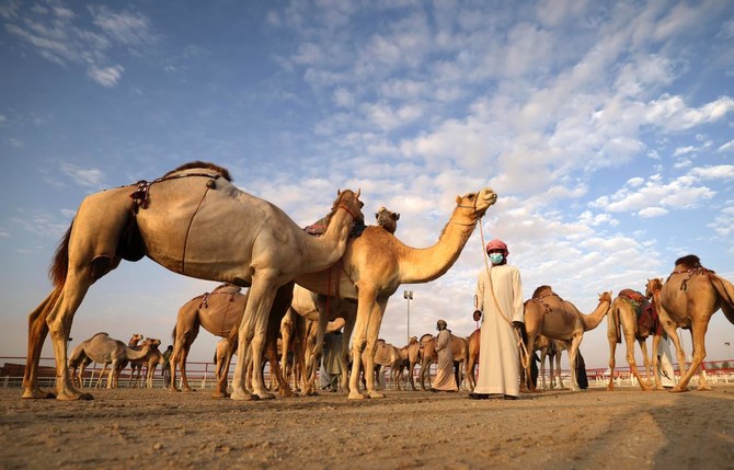 Al Dhafra Camel Festival